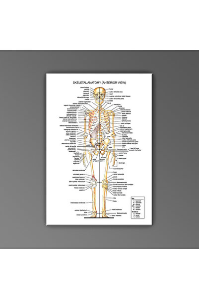 Cakatablo İnsan Anatomisi Ön İskelet