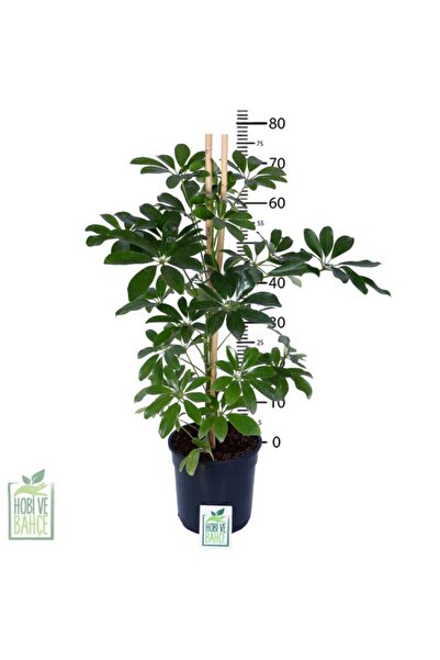 Genel Markalar Yeşil Şeflera – Schefflera Arboricola Nora - Bitki Boyu 60-80 Cm