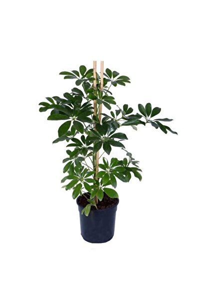 Genel Markalar Yeşil Şeflera – Schefflera Arboricola Nora - Bitki Boyu 60-80 Cm