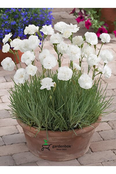 Nura Botanik Beyaz Renk Kokulu Karanfil Çiçeği İç Dış Mekan Uygun Çiçekli Kar...