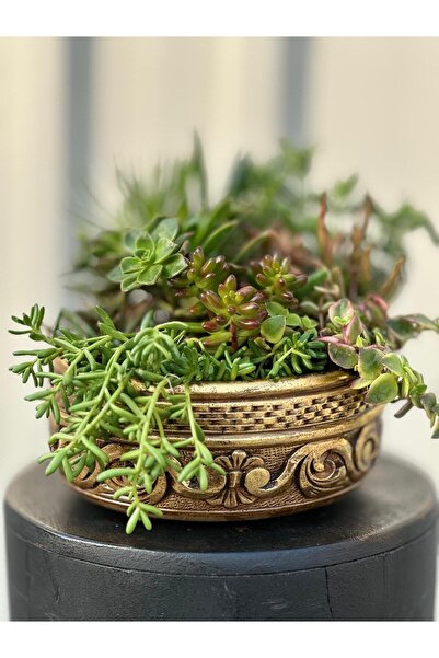 3D PROATO Altın Varaklı Ahşap Görünümlü Işlemeli Saksı/ Sukulent