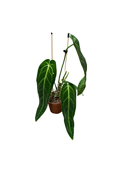 Betonish Anthurium Warocqueanum