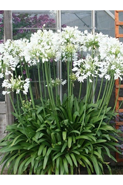 fidanistanbul Beyaz Afrika Zambağı Beyaz Sevgi Çiçeği Agapanthus umbellatus Alba Saksıda