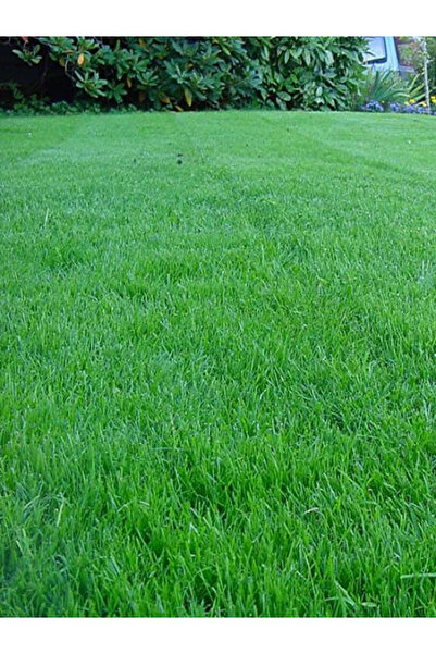 fidanistanbul Çim Tohumu BERMUDA Cynodon dactylon 500 gram