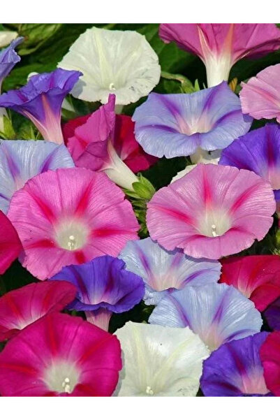 fidanistanbul Sarmaşık Çiçeği Kahkaha Çiçeği Karışık Renk Çiçek Tohumu 12 Adet