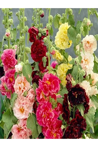 fidanistanbul Katmerli Gül Hatmi Çiçeği Karışık Renk Çiçek Tohumu 40 Adet