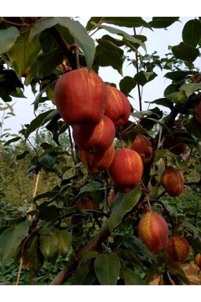 fidanistanbul Armut Fidanı Nusret Bey Saksıda 120 cm