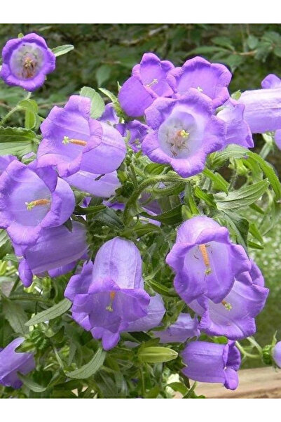 fidanistanbul Campanula Mavi Çan Çiçeği Çiçek Tohumu 75 Adet