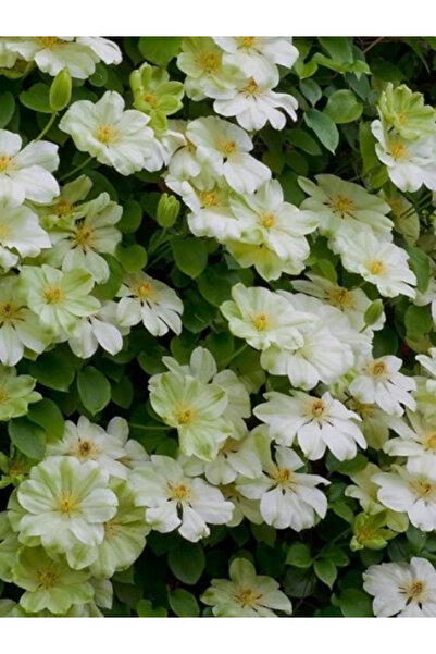 fidanistanbul Yaban Asması Krem Beyaz Çiçekli Clematis Guernsey Cream İthal S...