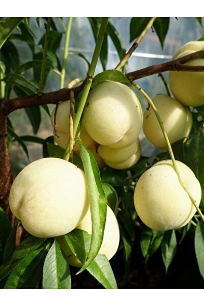 fidanistanbul Nektarin Fidanı Bayramiç Beyazı 120 cm 3 Yaş Saksıda