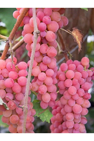 fidanistanbul Asma Fidanı PEMBE ÇEKİRDEKSİZ Saksıda