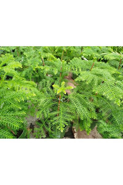 Tunç Botanik SALON ÇAMI / AROKARYASI (25-30 cm) - HEDİYELİK OFİS / EV / İÇ ME...