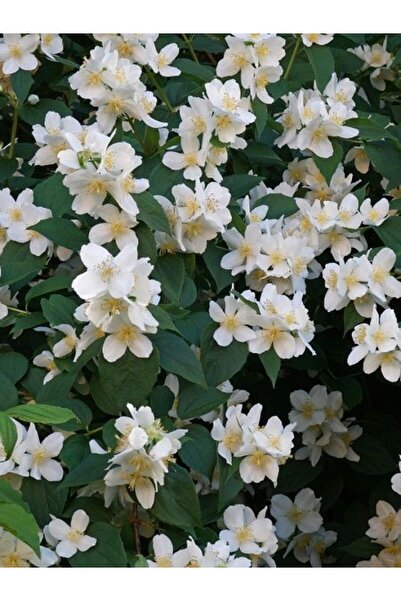 fidanistanbul Filbahri Fidanı Philadelphus coronarius 20 40 cm Saksıda
