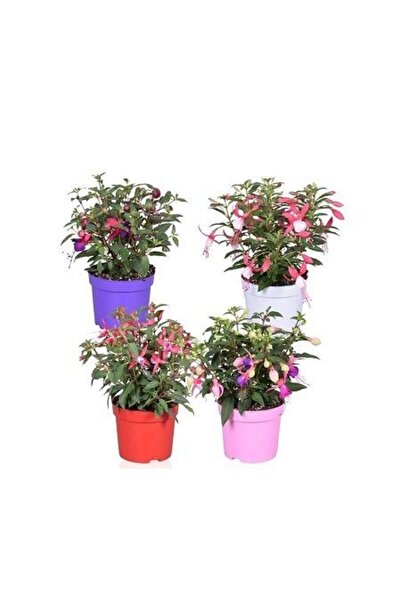 fidanistanbul Küpeli Çiçeği Fuchsia 20 30 cm Saksıda