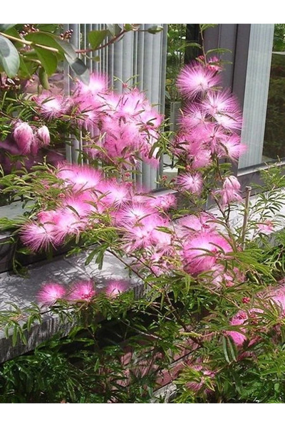 fidanistanbul Ponpon Çiçeği Calliandra sur Dixie Pink Saksıda