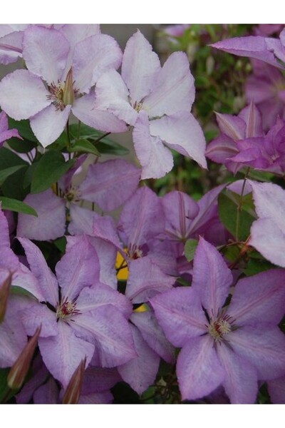 fidanistanbul Yaban Asması Lila Çiçekli Clematis MARGARET HUNT 100 cm İthal S...