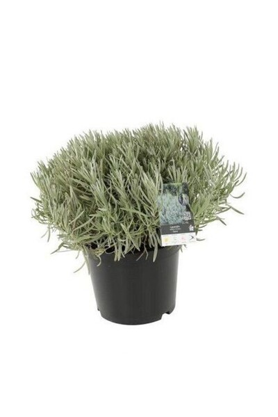 fidanistanbul Lavanta Fidanı Lavandula intermedia Dutch 20 40 cm Büyük Yaş Sa...