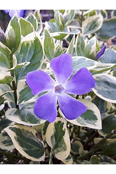fidanistanbul Cezayir Menekşesi Alacalı Büyük Çiçekli Vinca major Variegata v...