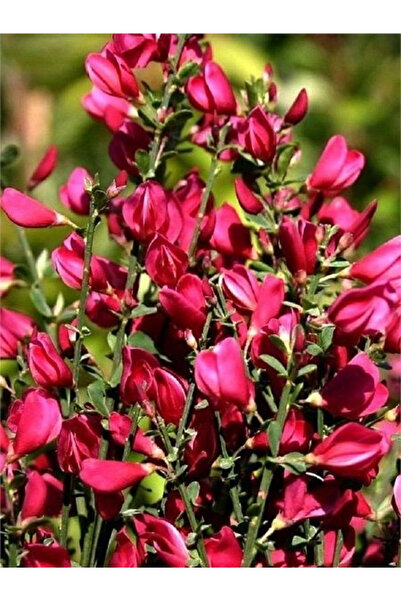 fidanistanbul Katır Tırnağı Koyu Pembe Çiçekli Cytisus scoparius Boskoop Ruby...