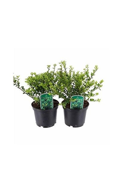 fidanistanbul Yeşil Çoban Püskülü İlex crenata Convexa 20 40 cm Saksıda