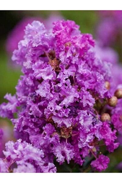 fidanistanbul Oya Ağacı Mor Çiçekli Lagerstroemia indica Purple Magic 120 cm ...