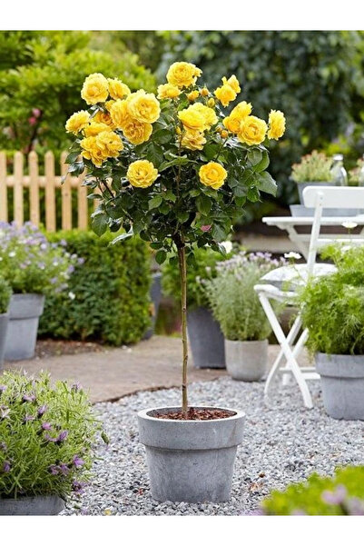 fidanistanbul Baston Gül Fidanı Sarı Rosa ad alberello Yellow 80 100 cm Saksıda