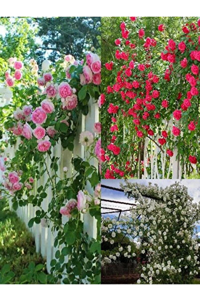 fidanistanbul Sarmaşık Gül Fidanı Promosyon Saksıda 60 80 cm Rosa rampicanti