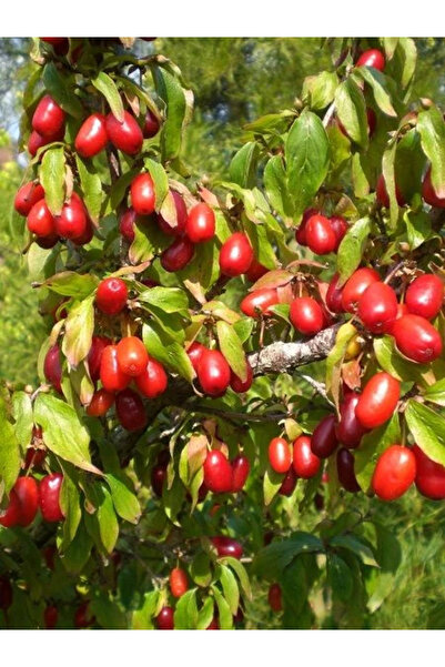 fidanistanbul Aşısız Kızılcık Fidanı Cornus mas Saksıda