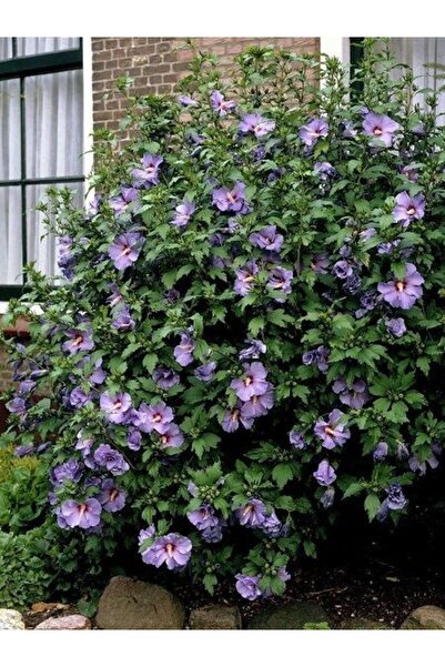 fidanistanbul Ağaç Hatmi Lila Çiçekli Hibiscus syriacus Oiseau Bleu 80 100 cm