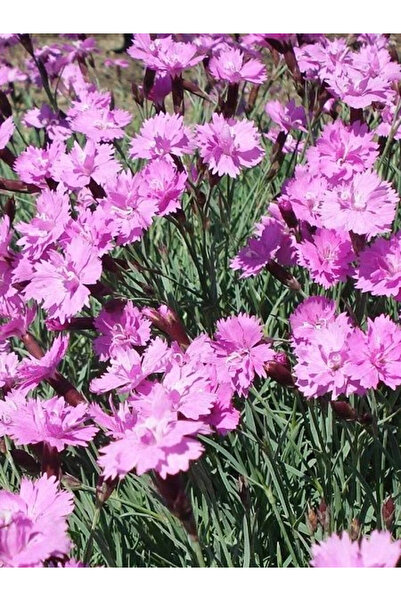 fidanistanbul Çim Karanfili Dianthus gratianopolitanus Firewitch Saksıda