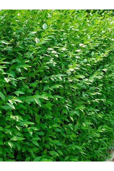 fidanistanbul Kurtbağı Fidanı Ligustrum japonicum 80 100 cm Saksıda