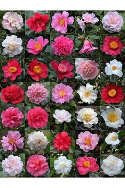 fidanistanbul Kamelya Fidanı Camellia japonica 20 40 cm Saksıda