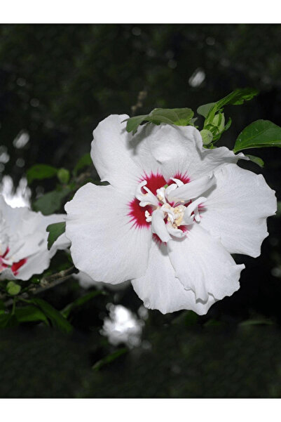 fidanistanbul Ağaç Hatmi Beyaz Pembe Çiçekli Hibiscus Syriacus china Saksıda