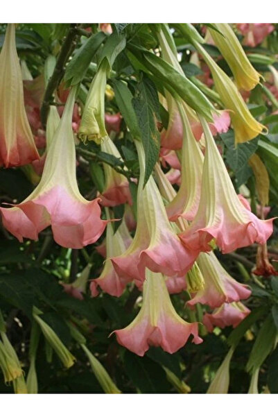fidanistanbul Pembe Melek Borusu Brugmansia sp Angels Trumpet Pink 20 40 cm S...