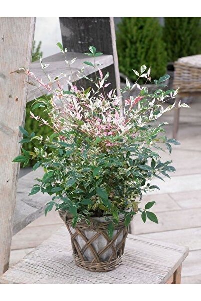 fidanistanbul Alacalı Cennet Bambusu Nandina domestica Twilight Saksıda