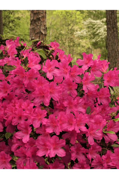 fidanistanbul Açelya Bitkisi Koyu Pembe Çiçekli Azalea Hino crimson İthal Sak...