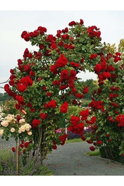 fidanistanbul Sarmaşık Gül Fidanı Kırmızı Rosa rampicanti Red 60 cm Saksıda