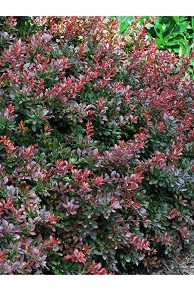 fidanistanbul Hanım Tuzluğu Bodur Berberis thunbergii Atropurpurea Nana Saksıda