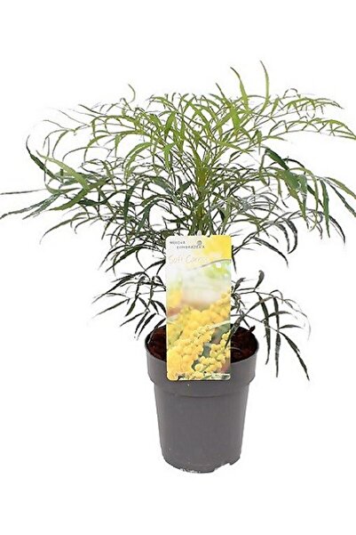 fidanistanbul Mahonya Çalısı Mahonia Soft caress 20 40 cm Saksıda