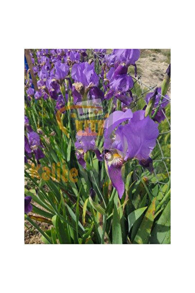 Mimoza Mor Zambak Iris Çiçeği Fidanı 10-20 cm