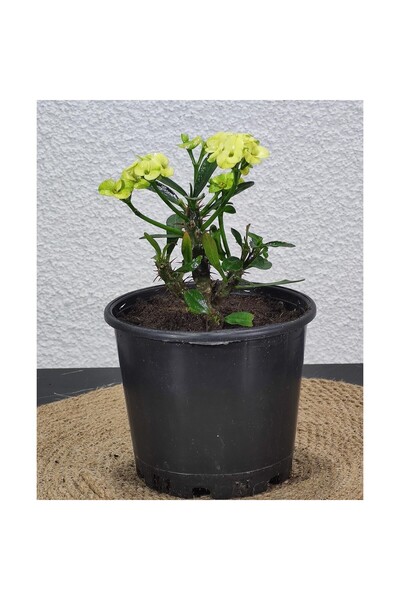 Mimoza Bitki Fidanım Efhorbia-Dikenler Tacı Çiçeği Sarı