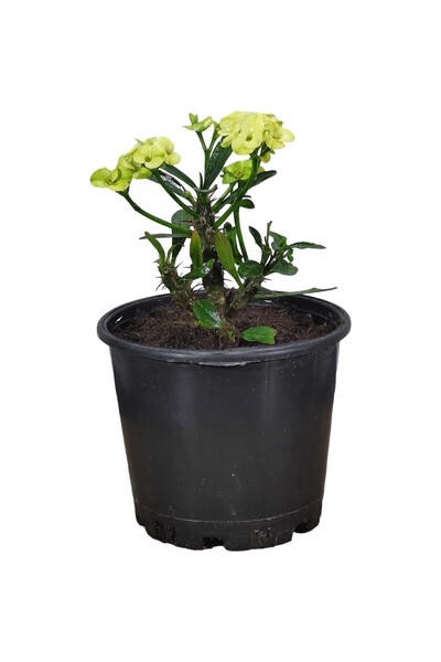 Mimoza Bitki Fidanım Efhorbia-Dikenler Tacı Çiçeği Sarı