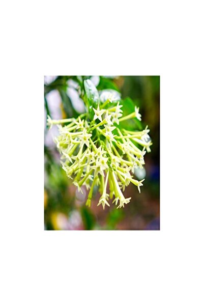 Mimoza Limon Kokulu Melisa Fidanı 10-20 cm