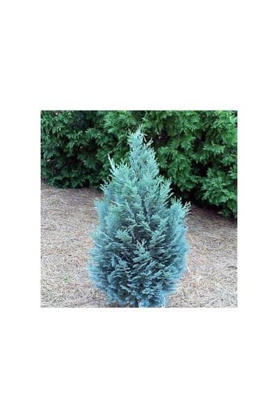 Mimoza Mavi Elwoodii Çam Fidanı Chamaecyparis Ellwoodii 30-40 cm