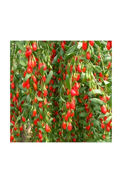 Mimoza Goji Berry Fidanı Tüplü
