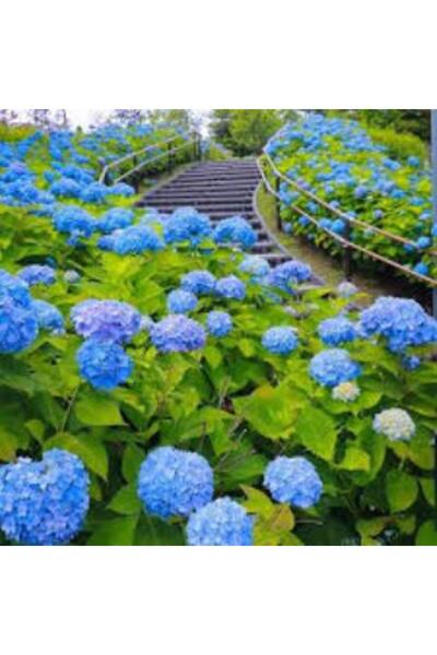 Mimoza Mavi Ortanca Fidanı Fidesi Hydrangea Macrophylla 10-20 Cm