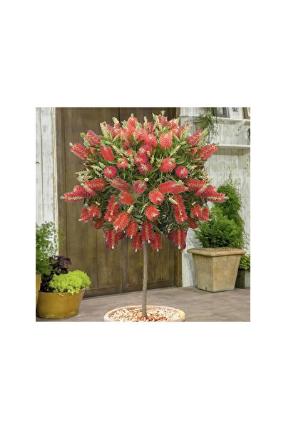 Genel Markalar Ebruli Fırça Çalısı Fidanı 30-60 cm