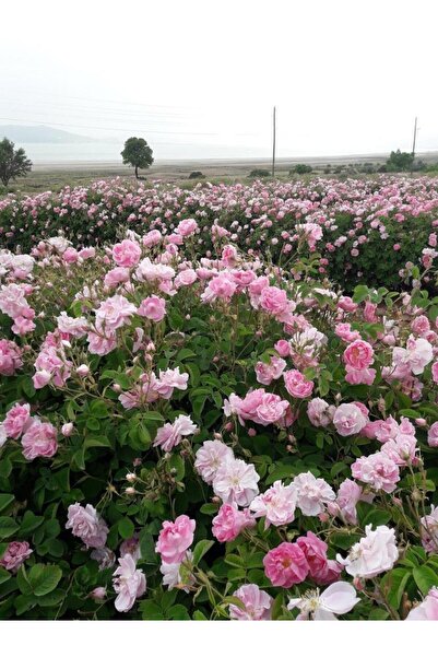 Mimoza Yediveren Pembe Beyaz Sarmaşık Gül Fidanı 1 Adet 15-25 Cm