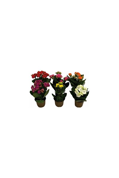 Mimoza Kalanşo Çiçeği Fidanı (Kalanchoe Kalandiva 5 'Li Paket 10-20 cm