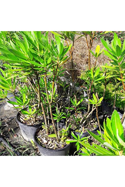 Mimoza Zakkum Çiçeği Fidanı 20-40 cm